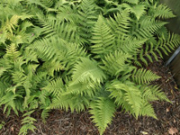 Hardy Fern Dryopteris marginalis